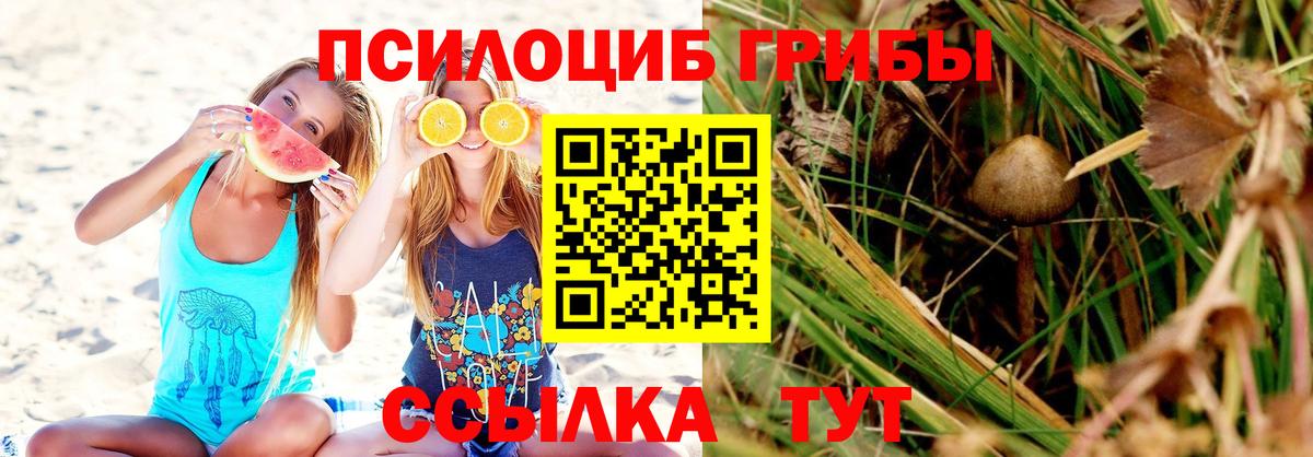 Красный Сулин  Галлюциногенные грибы Psilocybe  Вход с VPN 